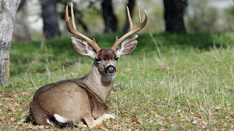 Hunting Weekly Update Hunting Weekly Update